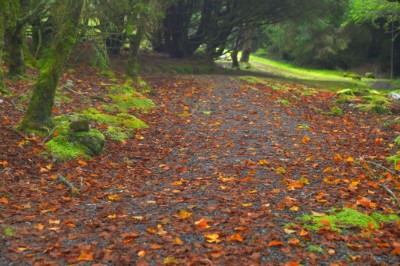 阿里山國家森林遊樂區由夏季蓊鬱深綠逐漸開始變色落葉轉紅(黃源明 攝)